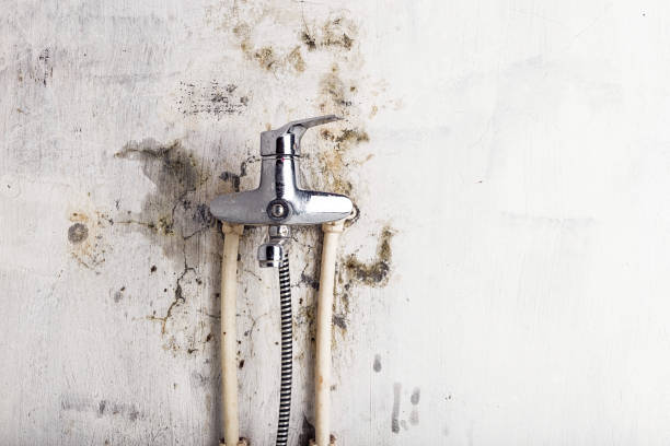 Best Localized Mold Remediation (e.g., coastal areas, humid climates) in Hidden Valley Lake, CA
