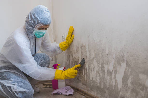 Best Emergency Mold Remediation in Hidden Valley Lake, CA
