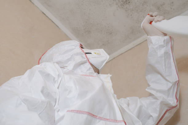 Best DIY Mold Remediation Support Services in Hidden Valley Lake, CA