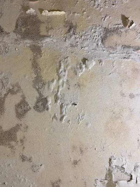 Best Kitchen Mold Remediation in Hidden Valley Lake, CA