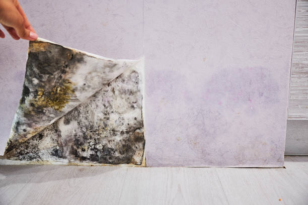 Best Mold Remediation for Schools in Hidden Valley Lake, CA
